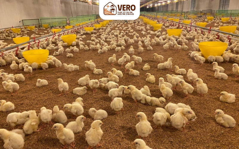Áp dụng kỹ thuật chăn nuôi khoa học