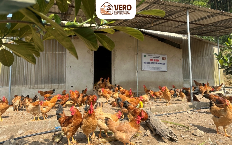 Kết nối nhiều đầu ra giúp xuất lứa dễ dàng
