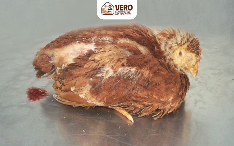 Bệnh cầu trùng - Kẻ giết đàn thầm lặng