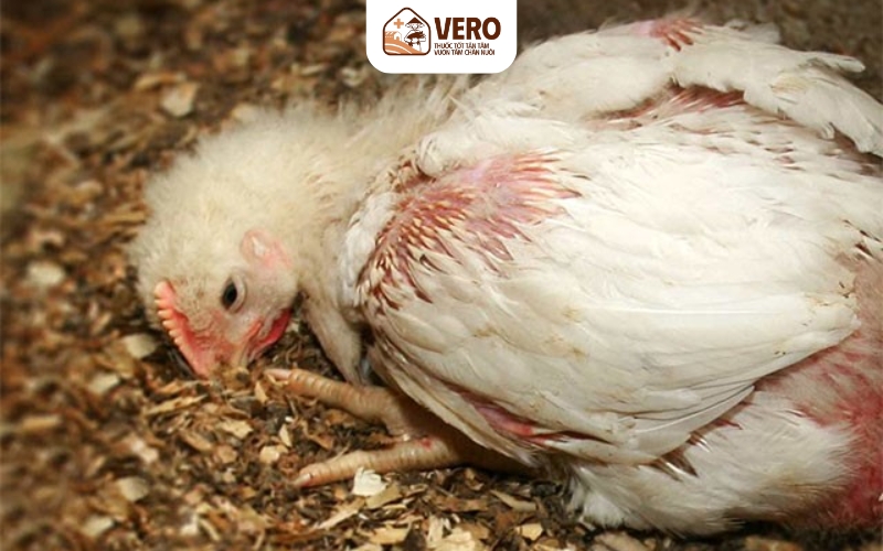 Biểu hiện chậm lớn, giảm ăn, xù lông
