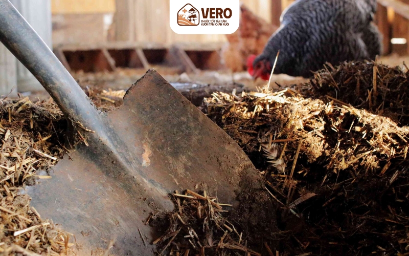 Dọn phân và trấu định kỳ