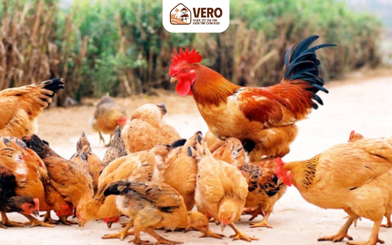 Hộ nuôi nhỏ lẻ thường bị tốn tiền thuốc thú y