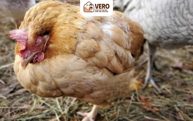 Bệnh cầu trùng (Coccidiosis)