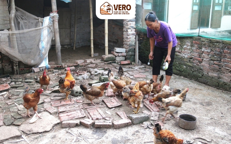 Dùng thức ăn và nước uống không đảm bảo