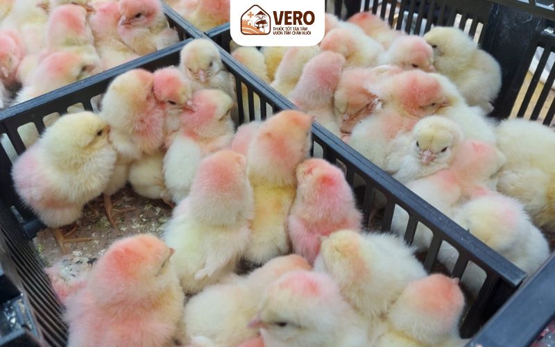 Thực trạng giống vật nuôi ở nước ta hiện nay