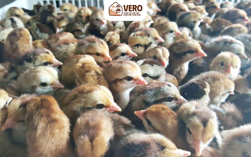Vai trò của giống trong chăn nuôi