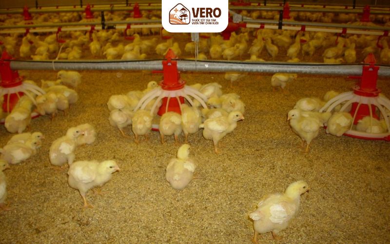 Giải pháp nâng cao chất lượng giống