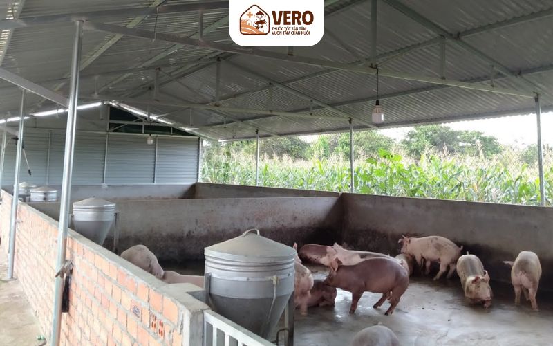 Thực trạng mô hình chăn nuôi heo hộ gia đình ở Việt Nam