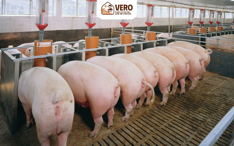 Ưu điểm của mô hình chăn nuôi heo hộ gia đình