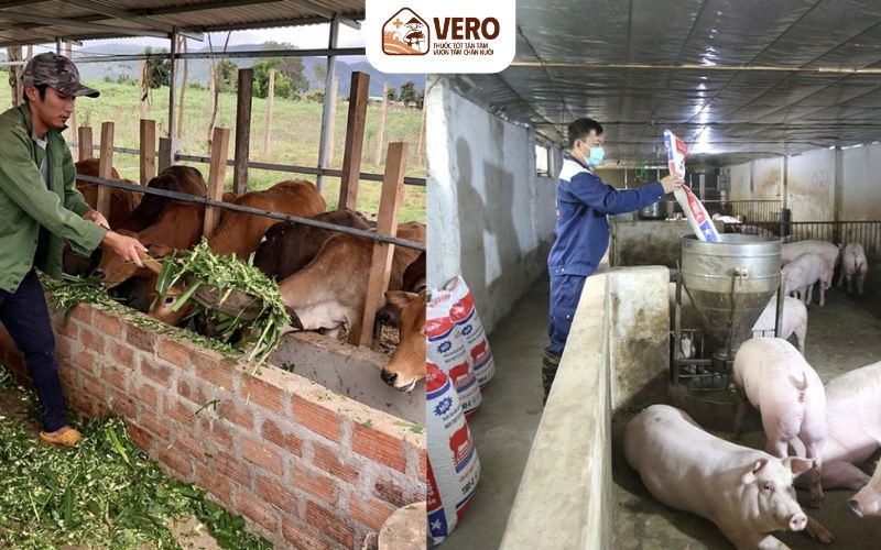 Mô hình nuôi heo thịt quy mô nhỏ