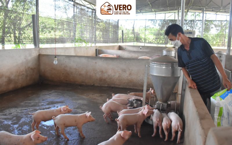 Mô hình chăn nuôi heo an toàn sinh học