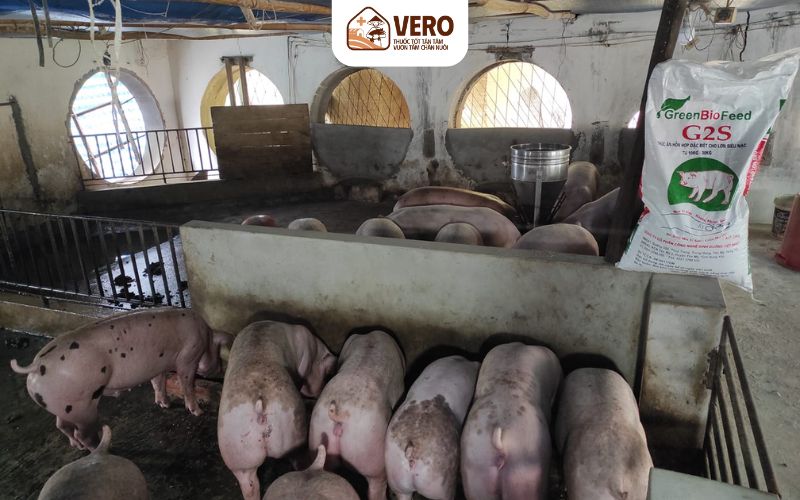 Mô hình chăn nuôi heo hộ gia đình, giải pháp phát triển bền vững