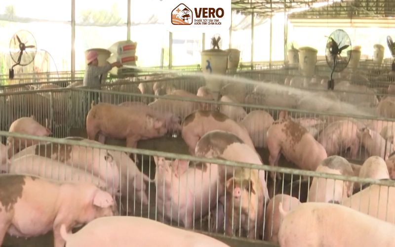 Vì sao chất cấm thường xuất hiện trong chăn nuôi