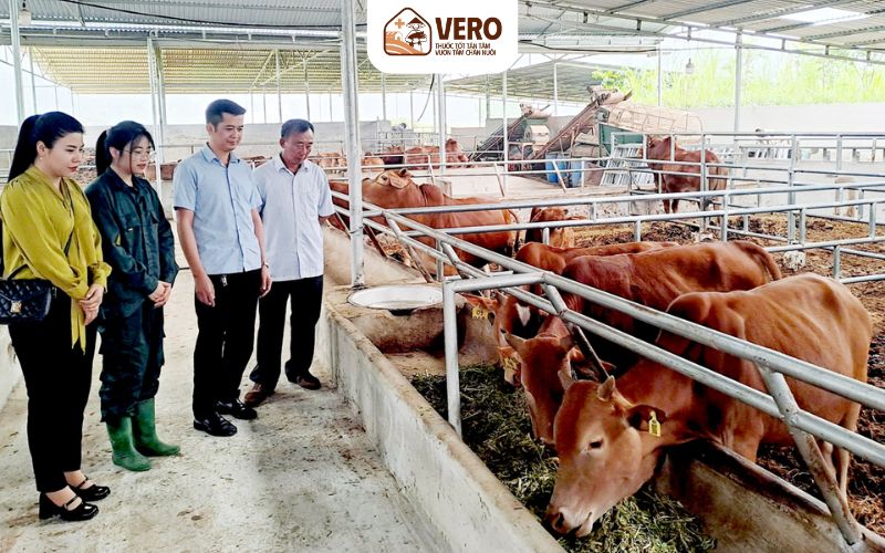 Giúp tăng trọng nhanh trong ngắn hạn nhưng hậu quả lâu dài