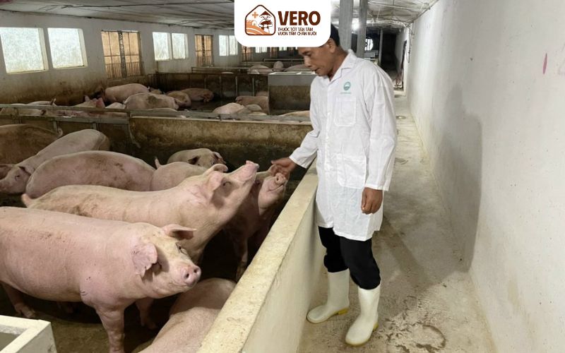 Nhiều hộ vẫn lợi dụng chất cấm trộn vào thức ăn nhằm tăng trọng