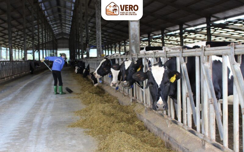 Sử dụng chế phẩm sinh học, men tiêu hóa, thảo dược tự nhiên