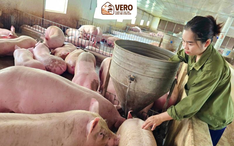 Tim cách chăn nuôi heo mau lớn để tăng hiệu quả kinh tế