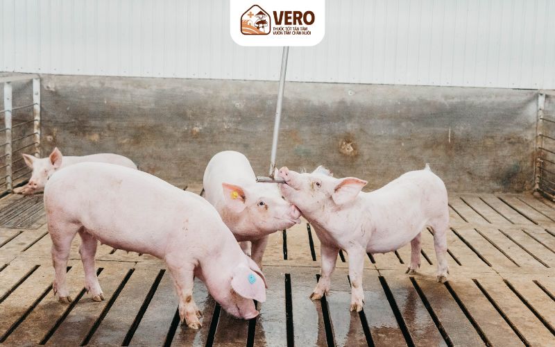 Không lạm dụng chất cấm và kháng sinh tăng trọng