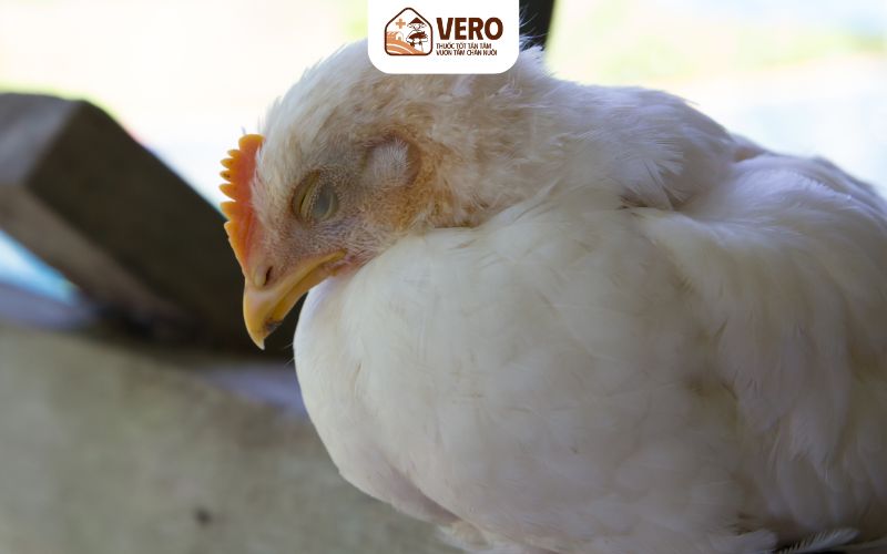 Các chủng cúm gia cầm phổ biến nhất là H5N1, H5N6, H7N9