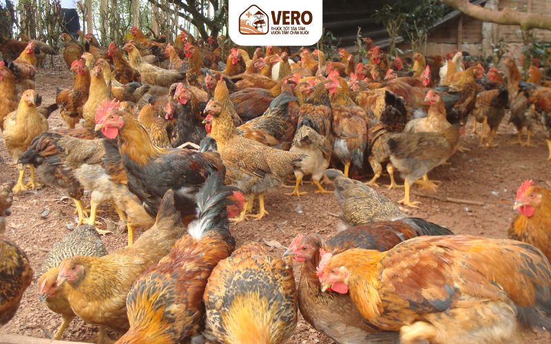 Dịch cúm gia cầm xuất hiện do thời tiết và môi trường