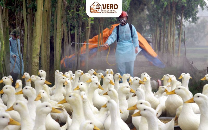 Dịch cúm gia cầm làm nông hộ phải tiêu hủy cả đàn
