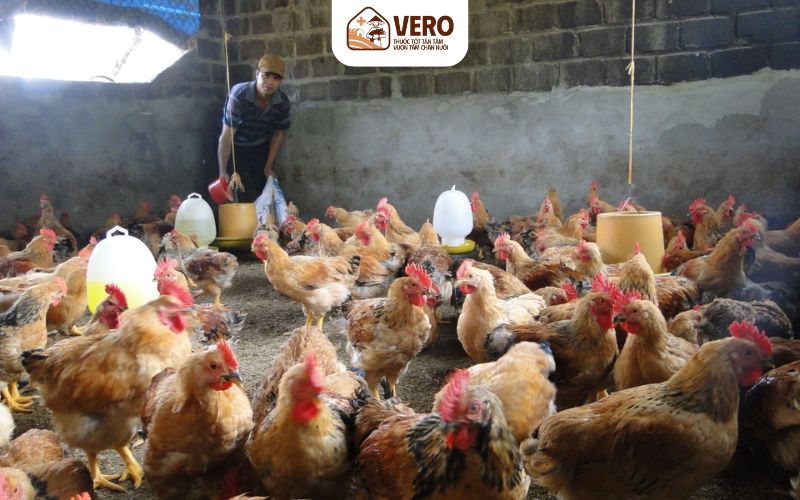 Vệ sinh sát trùng chuồng trại định kỳ