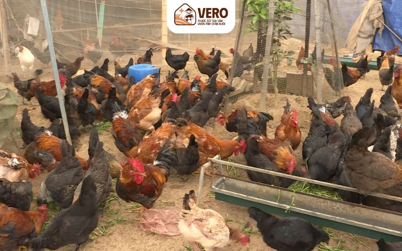 Nông hộ bị tiêu hủy đàn sẽ được hỗ trợ thêm chi phí