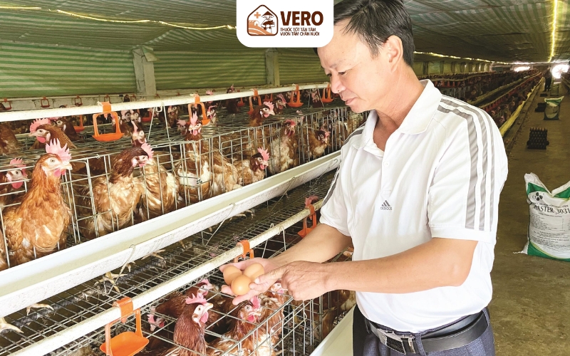 Xu hướng nuôi gà sạch phát triển mạnh mẽ