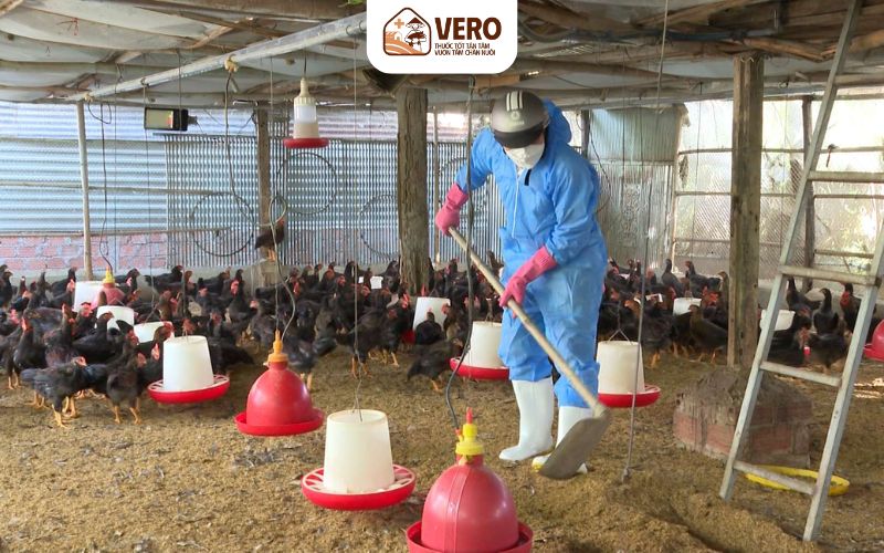 Dịch bệnh gia súc gia cầm gây thiệt hại nặng nền cho hộ nuôi