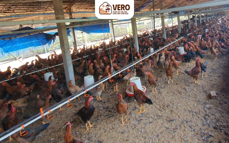 Nguyên nhân thường do thời tiết và khí hậu