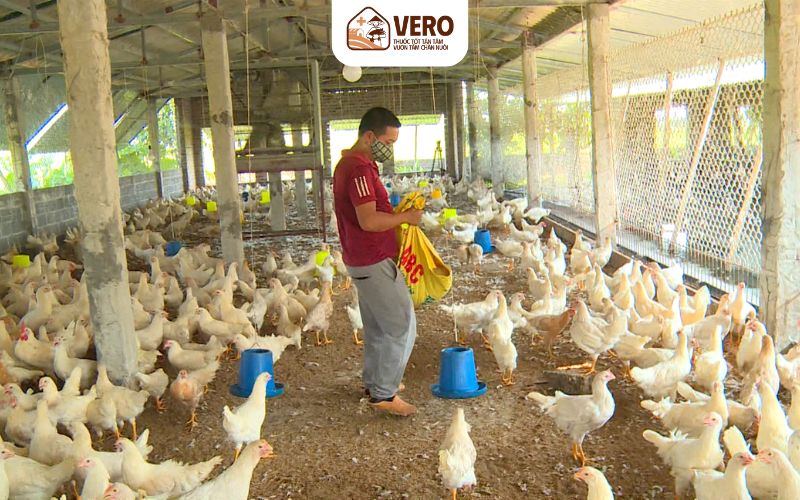 Tỷ lệ chết cao, có thể chết cả đàn