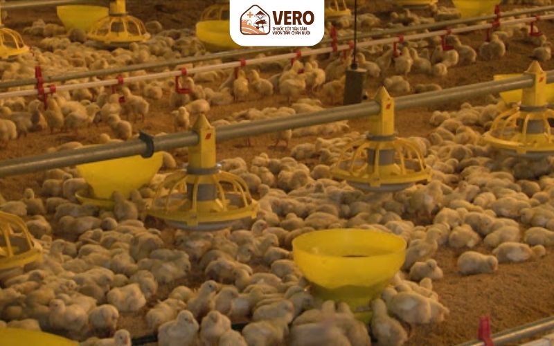 Cần tiêm phòng đầy đủ và đồng bộ