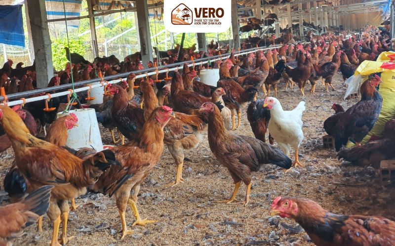 Hộ nuôi bị tiêu hủy đàn sẽ được bồi thường tài chính