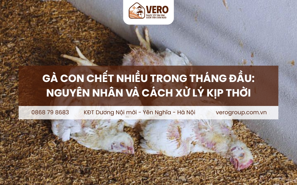 Gà con chết nhiều trong tháng đầu: Nguyên nhân ít ai ngờ và cách xử lý kịp thời