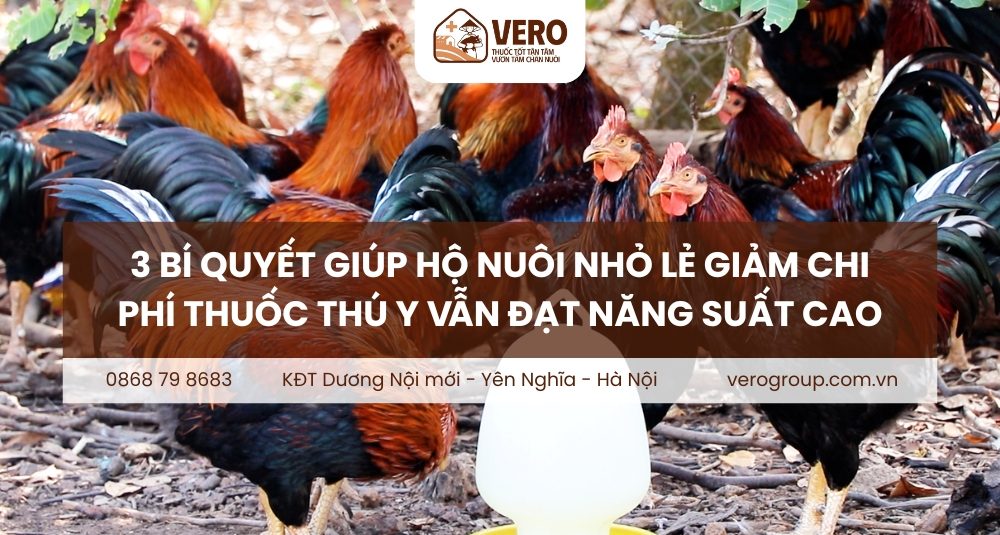 3 bí quyết giúp hộ nuôi nhỏ lẻ giảm chi phí thuốc thú y mà vẫn đạt năng suất cao