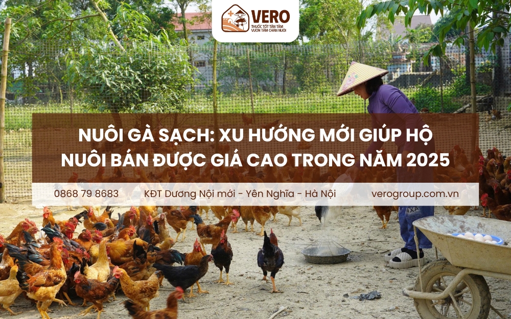 Nuôi gà sạch: Xu hướng mới giúp hộ nuôi bán được giá cao trong năm 2025
