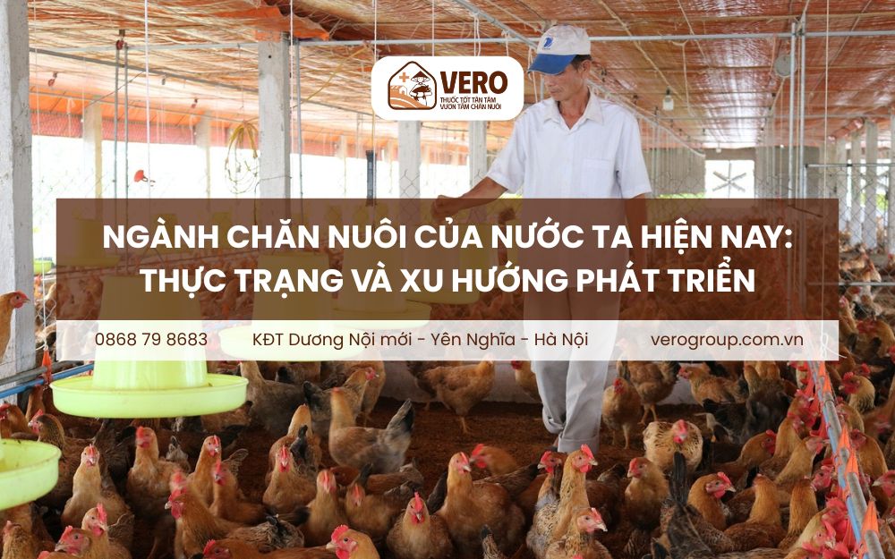 Ngành chăn nuôi của nước ta hiện nay