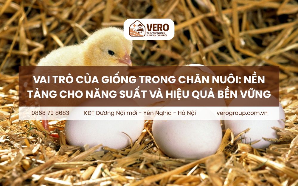 Vai trò của giống trong chăn nuôi