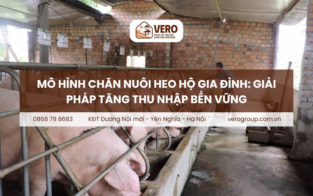 Mô hình chăn nuôi heo hộ gia đình