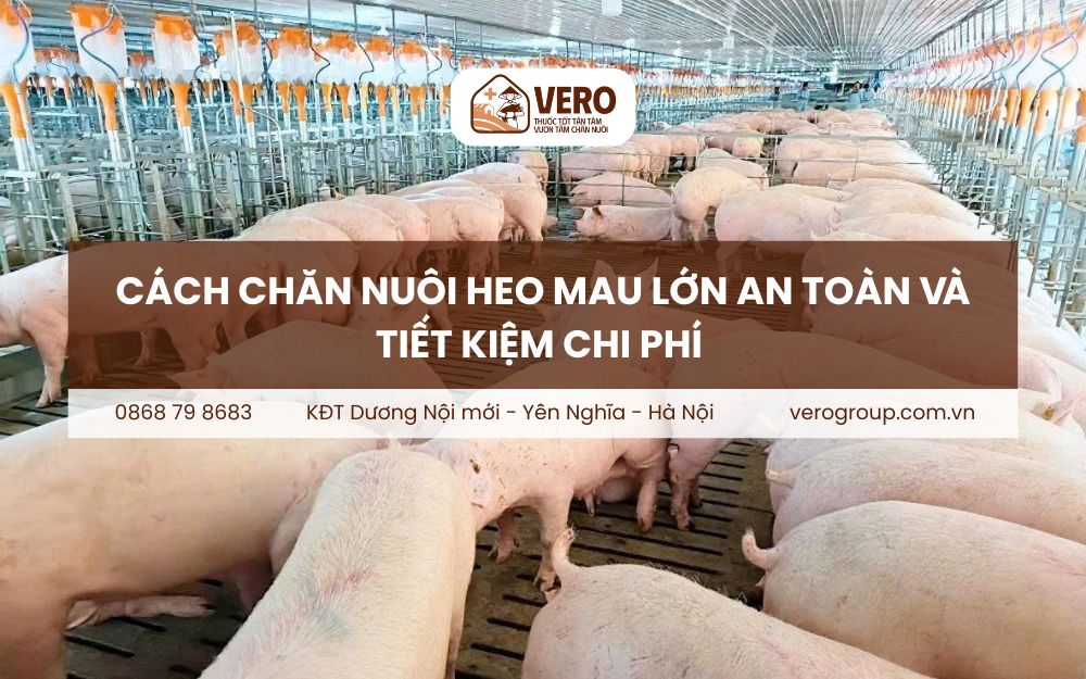 Cách chăn nuôi heo mau lớn