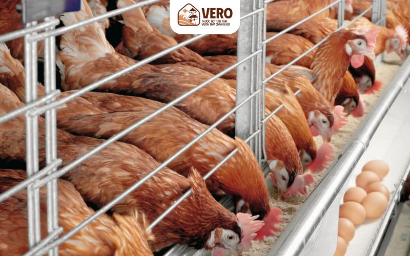 Khu chăn nuôi giúp tăng hiệu quả sản xuất