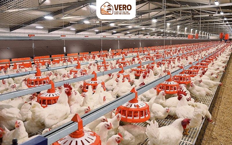 Nên chọn khu đất cao ráo, thoát nước tốt