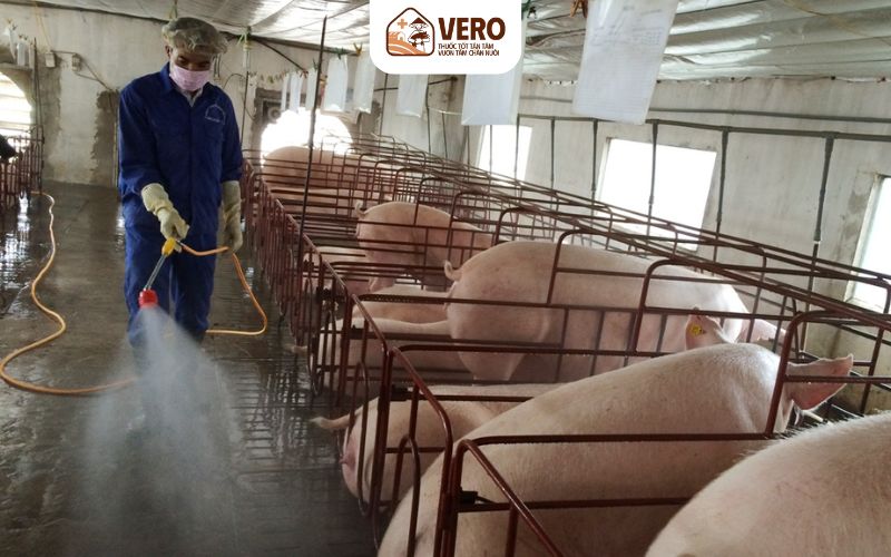 Khu chăn nuôi cần sát trùng định kỳ