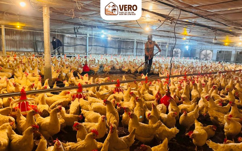 Giải pháp tối ưu khu chăn nuôi theo quy mô hộ nuôi