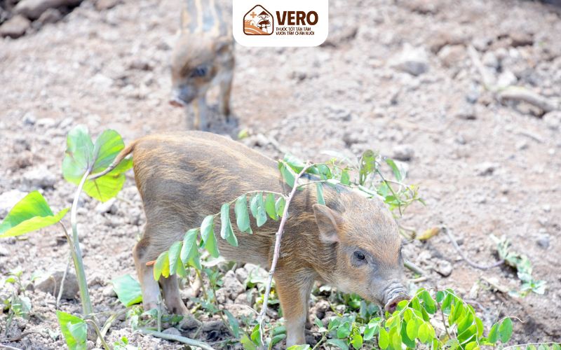 Bắt đầu nuôi với quy mô nhỏ và phát triển dần