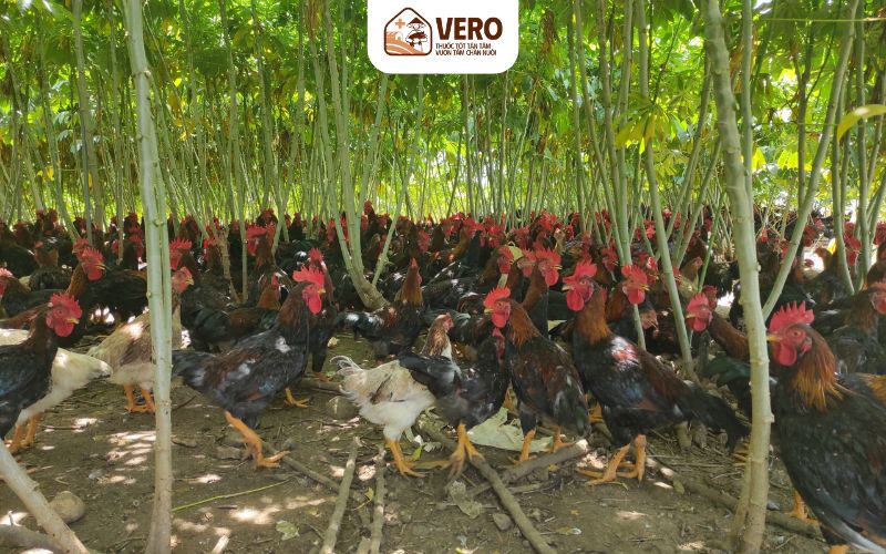 Mô hình nuôi gà thả vườn kết hợp trồng cây ăn quả