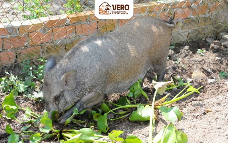 Ngày càng nhiều nông hộ phát triển mô hình chăn nuôi mới lạ