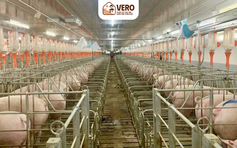 Chăn nuôi công nghệ cao áp dụng các kỹ thuật tiên tiến vào chăn nuôi