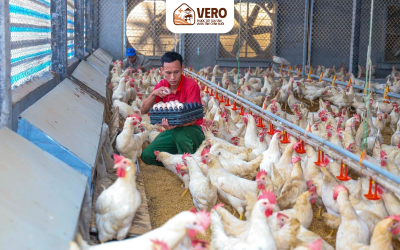 Nhiều nơi ở Việt Nam đã ứng dụng công nghệ cao vào chăn nuôi
