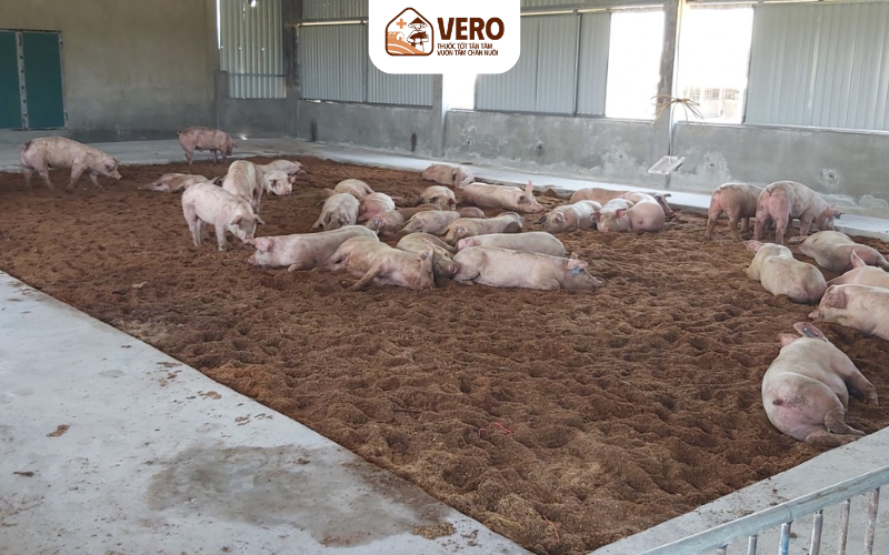 Sử dụng đệm lót sinh giúp xử lý phân và nước thải